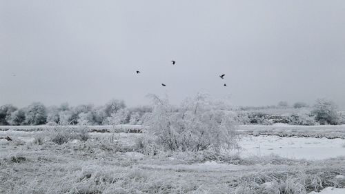 Birds flying over field against clear sky during winter