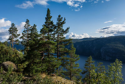 Trees and plants growing on land against sky