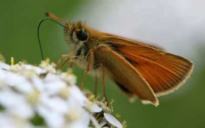 Close-up of insect on flower