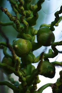 Close-up of berries growing on tree