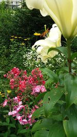 Close-up of flowers blooming outdoors