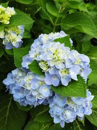Close-up of hydrangea blooming outdoors