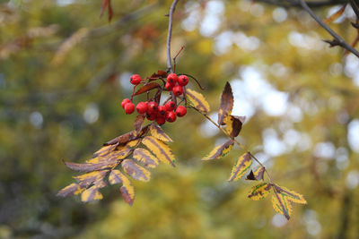 Rowanberries on tree