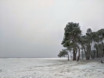Trees on field during winter against sky