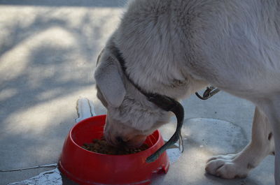 Close-up of a horse drinking