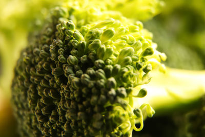 Healthy green organic raw broccoli florets ready for cooking. defocus broccoli closeup nature