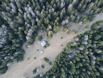 High angle view of trees growing in farm