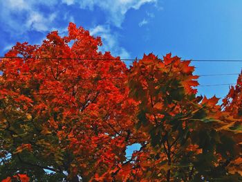 Low angle view of autumnal trees against sky