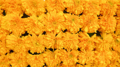 Full frame shot of yellow flowering plants