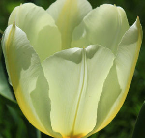 Close-up of flowering plant