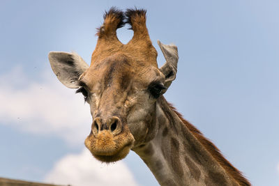 Low angle view of giraffe against clear sky