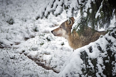 View of an animal on snow covered land