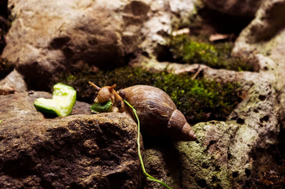 Snail eating food on rock