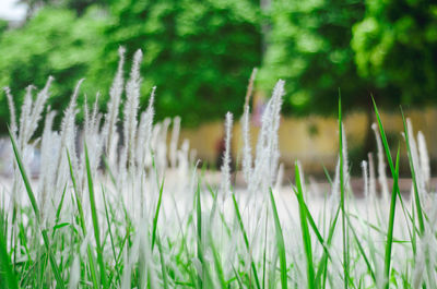 Close-up of fresh green grass in field