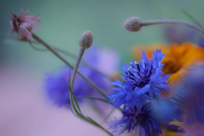 Close-up of purple flowering plant