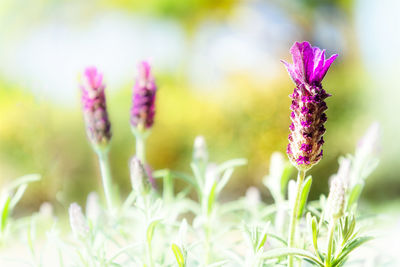 Close-up of pink flowering plant on field