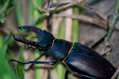 Close-up of lizard