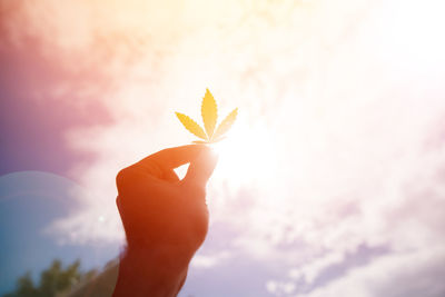 Close-up of hand holding plant against sky during sunset