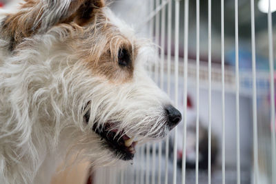 Close-up of dog in cage