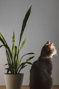 Close-up of cat by potted plant