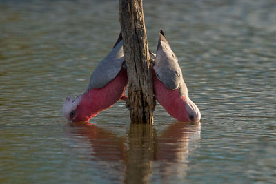 View of bird drinking water