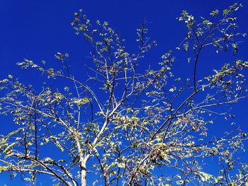 Low angle view of tree against blue sky