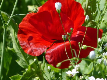 Close-up of red flowering plant