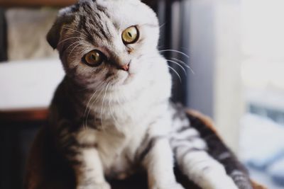 Close-up portrait of a cat