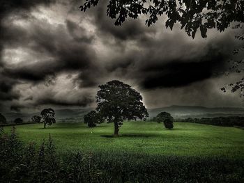 View of trees on field against sky