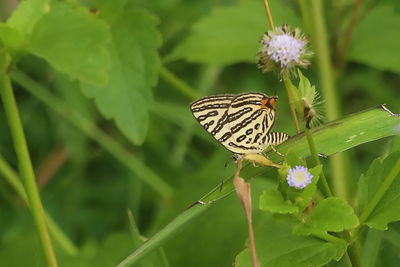 Butterfly pollinating flower