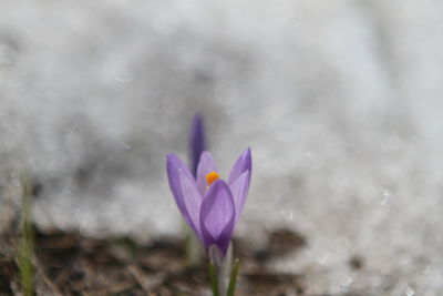 Close-up of purple crocus against blurred background