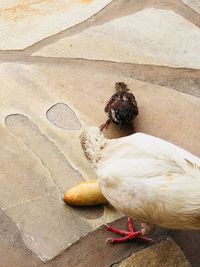 High angle view of bird on wall