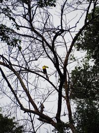 Low angle view of bird perching on tree