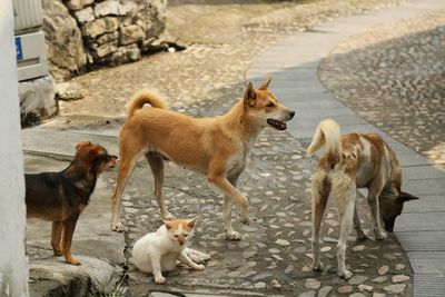 View of two dogs