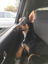 Close-up of dog looking through car window