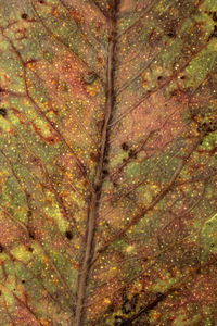 Full frame shot of tree trunk in forest