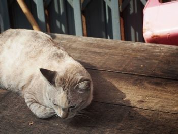 Close-up of a cat sleeping