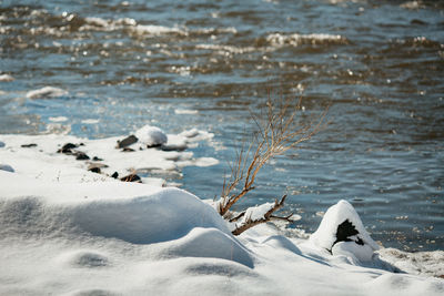 View of birds on frozen beach