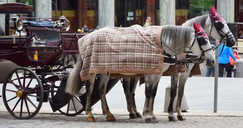 View of horse cart