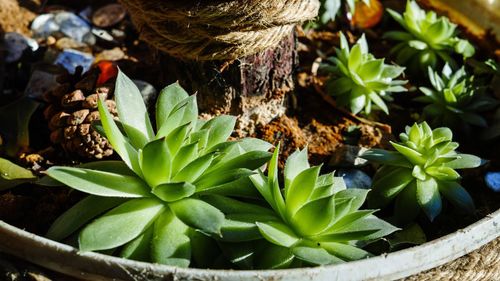 Close-up of fresh green plant