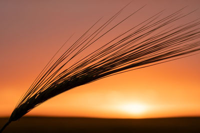 Close-up of stalks against orange sky