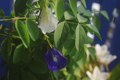 Close-up of purple flowering plant