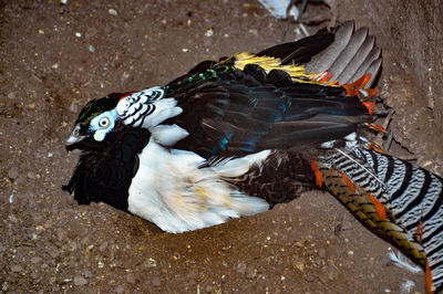 High angle view of bird flying