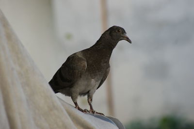 Close-up of bird perching on a wall