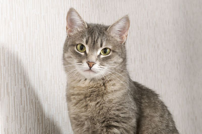 Close-up portrait of tabby cat against wall