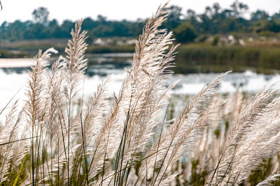 Close-up of stalks in field