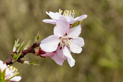 Close-up of pink cherry blossoms