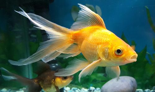 Close-up of fish swimming in aquarium