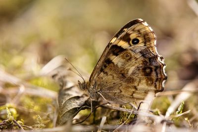 Close-up of butterfly on flower