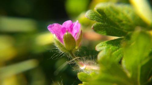 Close-up of purple flowers